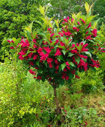 锦带花如何盆栽 锦带花如何盆栽