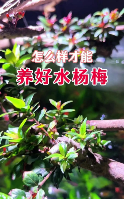 我想杨梅种植怎么种植呢 我想杨梅种植怎么种植呢