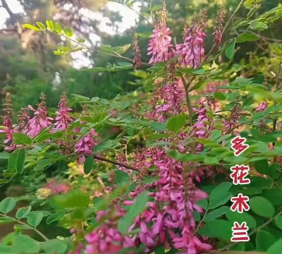 木兰种子怎么种 木兰种子怎么种