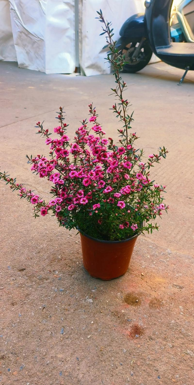 松红梅种子怎么种 松红梅种子怎么种