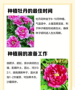 牡丹吊兰种子怎么种 牡丹吊兰种子怎么种