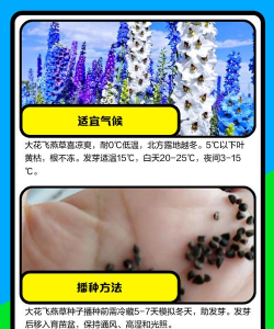 飞燕草种子怎么种 飞燕草种子怎么种