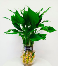 广东万年青种子怎么种 广东万年青种子怎么种