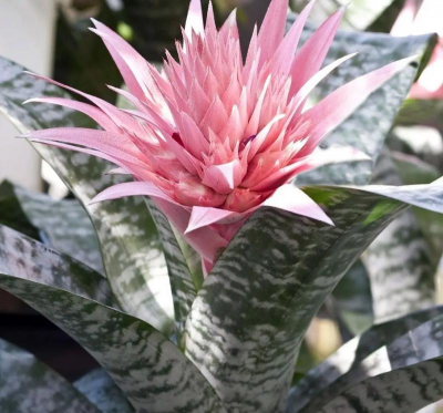 美叶光萼荷怎么催花 美叶光萼荷怎么催花