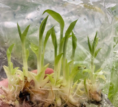 种植白蕉种子怎么种植好 种植白蕉种子怎么种植好