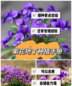 紫花地丁种子怎么种 紫花地丁种子怎么种