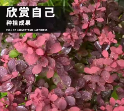 紫叶小檗种子怎么种 紫叶小檗种子怎么种