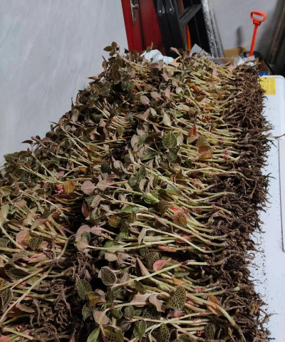 种植金线莲种子怎么种植 种植金线莲种子怎么种植