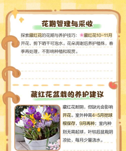 藏红花种植盆栽怎么种植 藏红花种植盆栽怎么种植