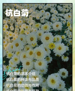 杭白菊怎么施肥 杭白菊怎么施肥