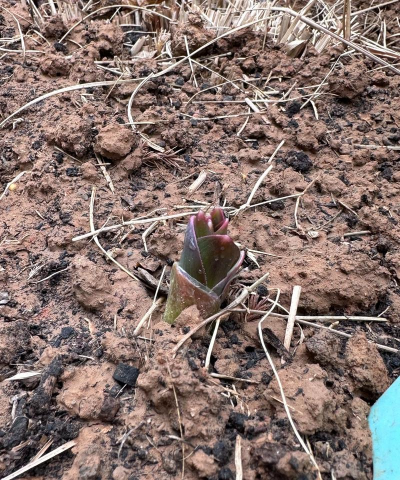大花葱种子怎么种 大花葱种子怎么种