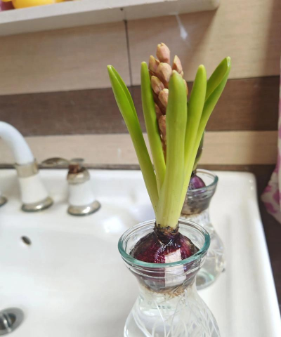 水培风信子什么时候换水 水培风信子什么时候换水