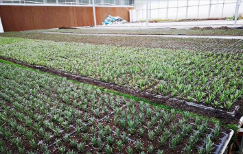 羽叶薰衣草扦插繁殖方法 羽叶薰衣草扦插繁殖方法