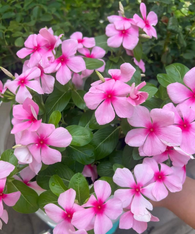 长春春天有哪些花 长春春天有哪些花