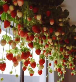 种植箱里种草莓怎么种植 种植箱里种草莓怎么种植