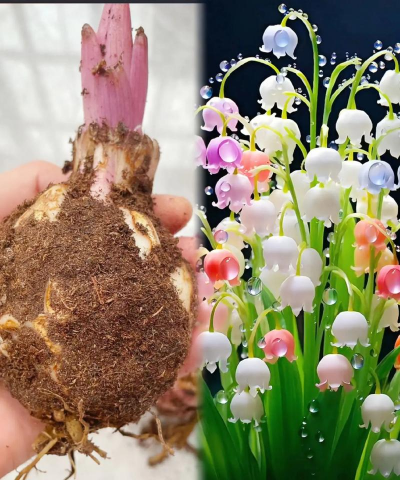 种植铃兰种球怎么种植好 种植铃兰种球怎么种植好