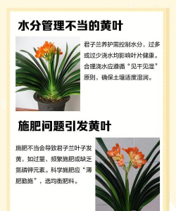 夏季君子兰叶子发黄是什么原因 夏季君子兰叶子发黄是什么原因