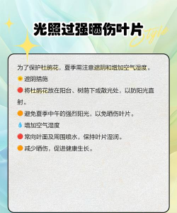 杜娟花为什么会焦叶 杜娟花为什么会焦叶