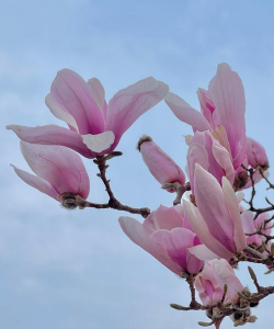 春天有哪些植物花 春天有哪些植物花