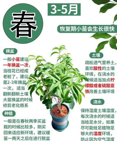 桂花树怎么养殖 桂花树怎么养殖