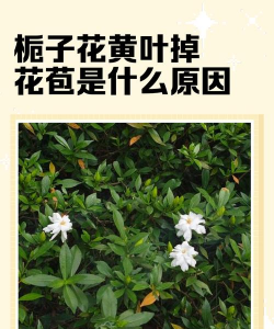 栀子花花苞发黄掉落是什么原因 栀子花花苞发黄掉落是什么原因