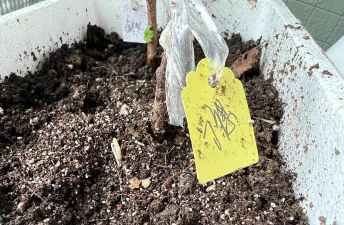 人工种植野梅怎么种植 人工种植野梅怎么种植