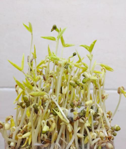 大盆种植豆芽怎么种植的 大盆种植豆芽怎么种植的