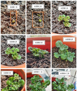 土豆不催芽可以种吗 土豆不催芽可以种吗