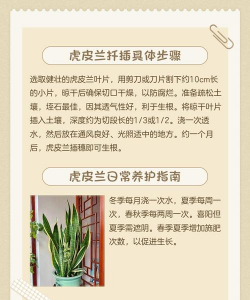 虎皮兰扦插什么时间 虎皮兰扦插什么时间