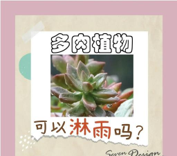 多肉植物能淋雨水吗 多肉植物能淋雨水吗