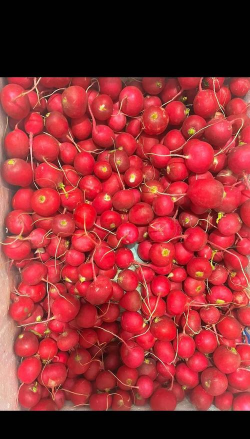 用筐种植萝卜怎么种植的 用筐种植萝卜怎么种植的