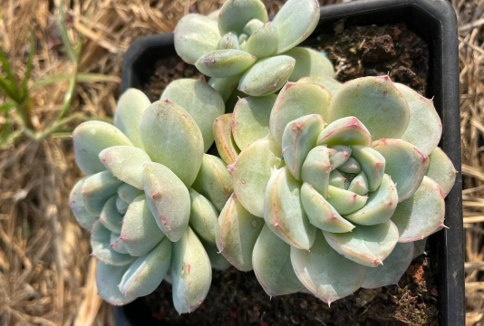 什么叫多肉石化 什么叫多肉石化