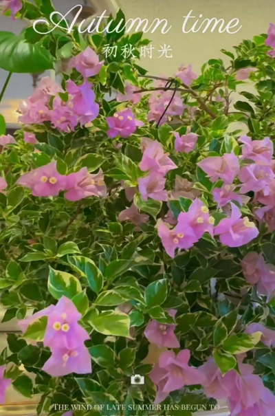 光照短适合养什么花 光照短适合养什么花