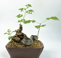 松树盆景用什么肥料好 松树盆景用什么肥料好