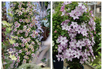 铁线莲的养殖方法和注意事项 铁线莲的养殖方法和注意事项