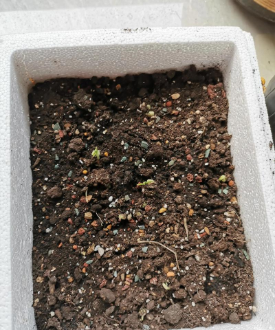 大豆种植阳台怎么种植好 大豆种植阳台怎么种植好