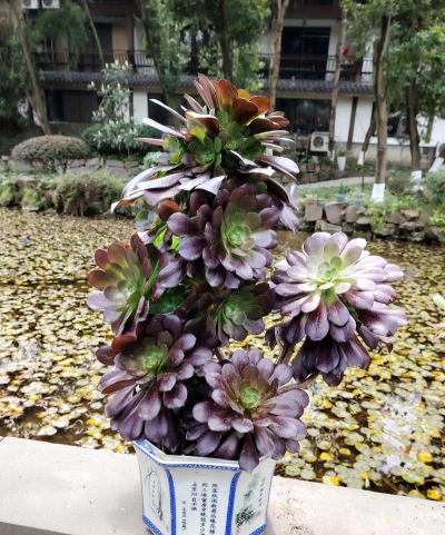 黑法师花有什么功能 黑法师花有什么功能