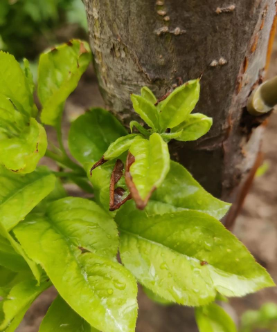 苹果树叶子干枯焦灼是什么原因 苹果树叶子干枯焦灼是什么原因