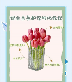 郁金香的养殖方法和注意事项 郁金香的养殖方法和注意事项