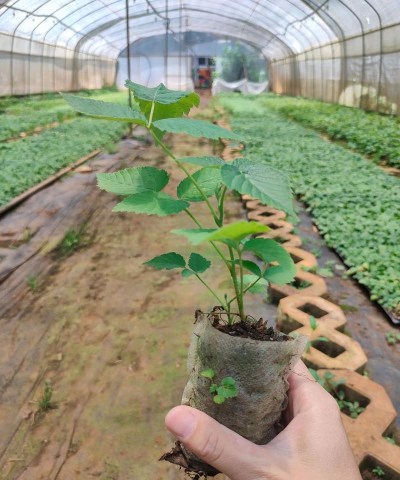 裸根种植树莓怎么种植 裸根种植树莓怎么种植
