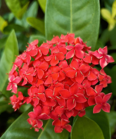 端午之花有哪些 端午之花有哪些