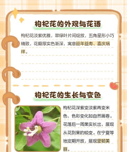 枸杞开花不结果什么原因 枸杞开花不结果什么原因