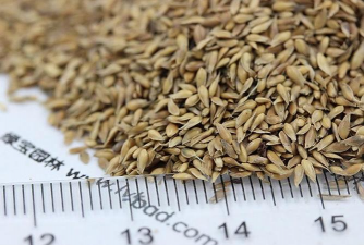 果岭草发黄什么原因 果岭草发黄什么原因