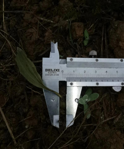 蘑菇种植苗苗怎么种植好 蘑菇种植苗苗怎么种植好