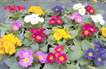 不怕冷有哪些花 不怕冷有哪些花