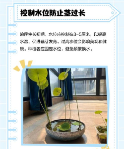 碗莲的茎太长立不起来 碗莲的茎太长立不起来