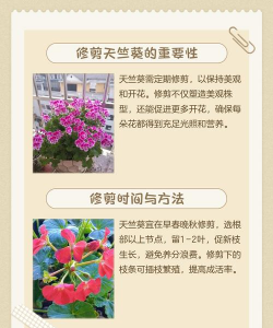 天竹葵花怎么修剪 天竹葵花怎么修剪