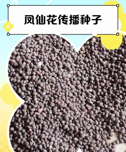 凤仙花通过什么传播种子 凤仙花通过什么传播种子