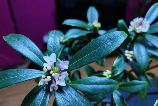 金边瑞香为什么没金边 金边瑞香为什么没金边