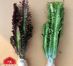 霸王鞭用什么盆 霸王鞭用什么盆